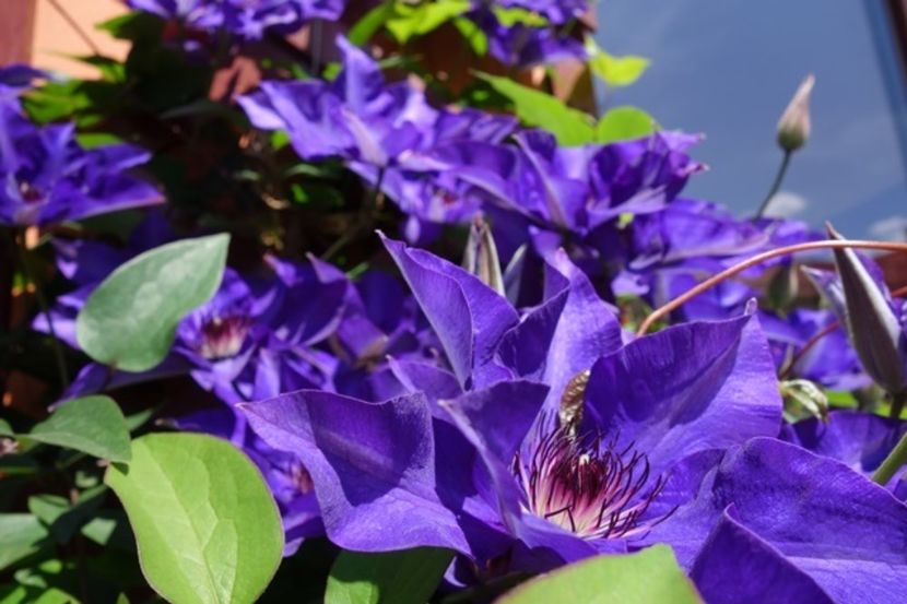 varful infloririi (6) - Clematis The President