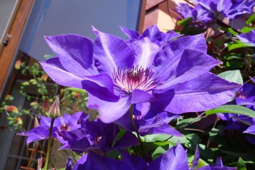 varful infloririi (7) - Clematis The President