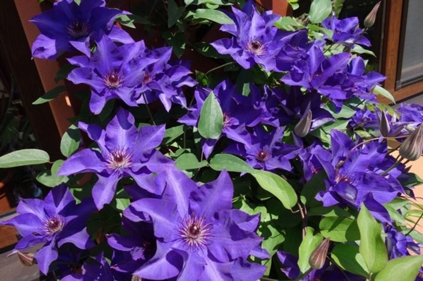 varful infloririi (8) - Clematis The President
