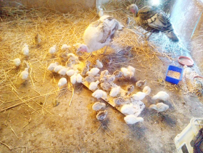 A 3-a mama nu a vrut sa stea cu odraslele ei - Pui 2017