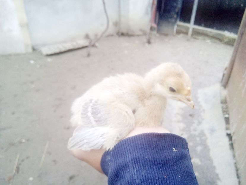 Albastru din prima serie - Pui 2017