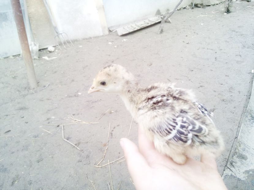 Bronzat din seria 1 - Pui 2017