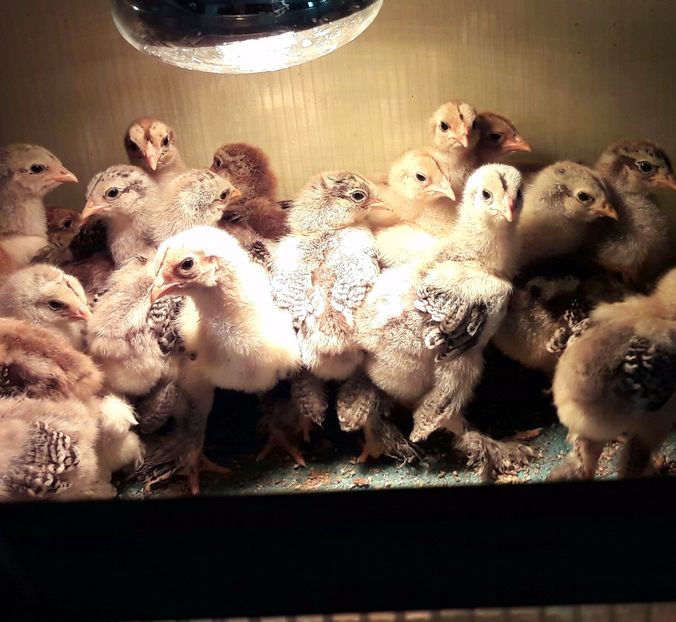 Seria 4 - a__Pui si tineret brahma 2017