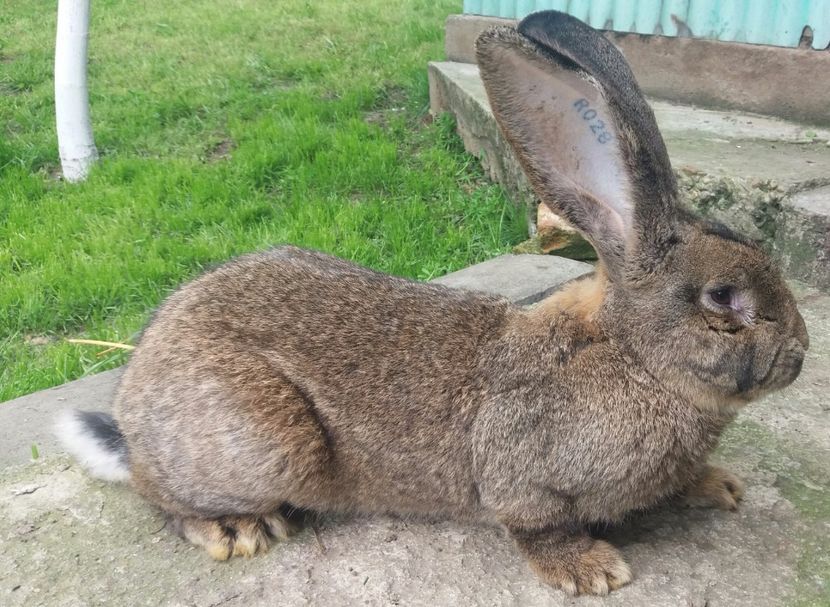 20170510_161149-1 - 5 De vanzare