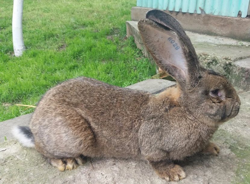 20170510_161150-1 - 5 De vanzare