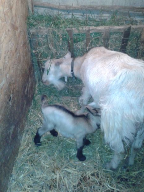 Fotografie0010 - b2--- iedutii mirelei din 06 05 2017