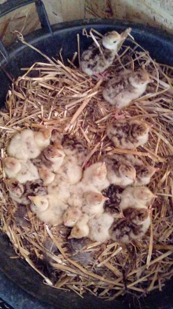 Prima serie de la curca batrana - Pui curca 2017