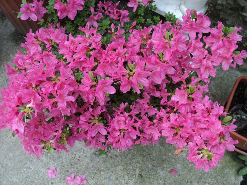 poze 2015 001 - Primavara