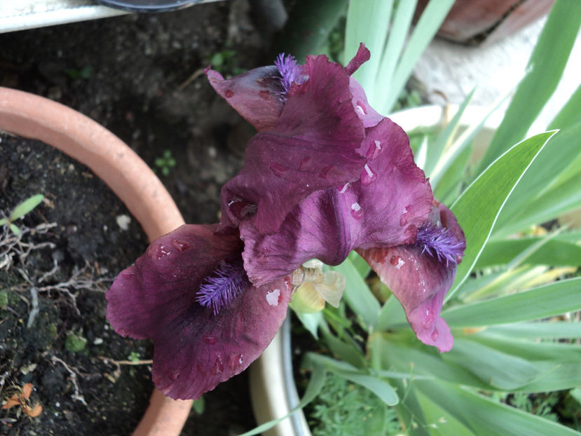 poze 2015 016 - Primavara