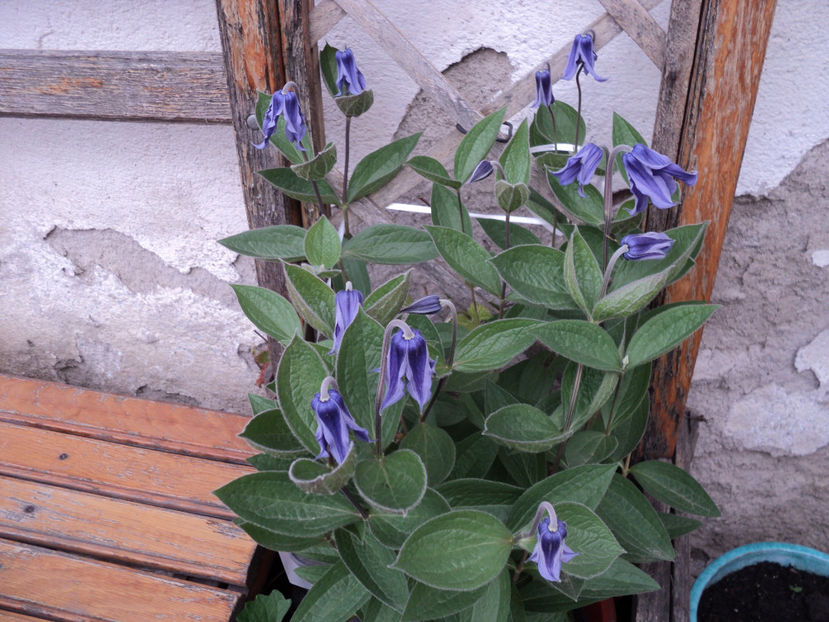 Clematis integrifolia Little Artist - Primavara