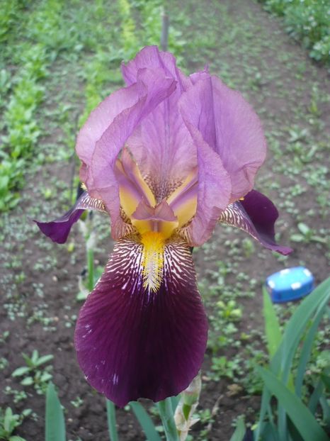 10.05.2017 - GRADINA 2017-1