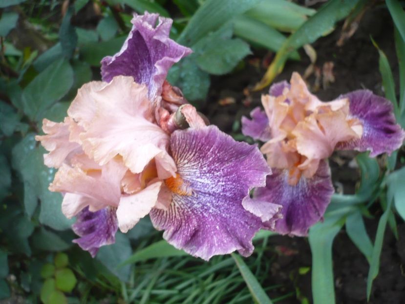 P1310843 - GRADINA 2017-1