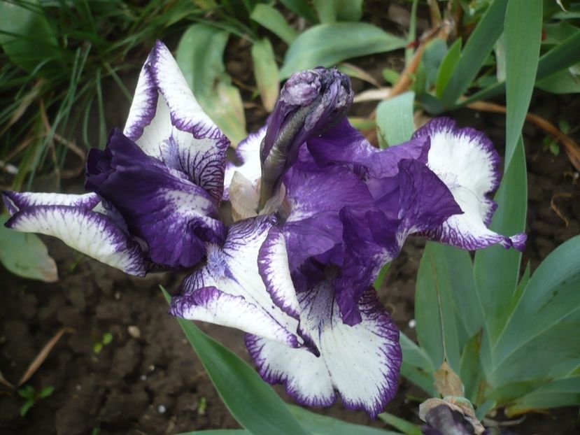 P1310844 - GRADINA 2017-1