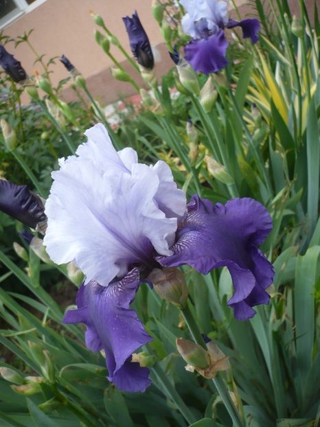 P1310846 - GRADINA 2017-1