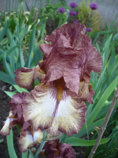 P1310848 - GRADINA 2017-1