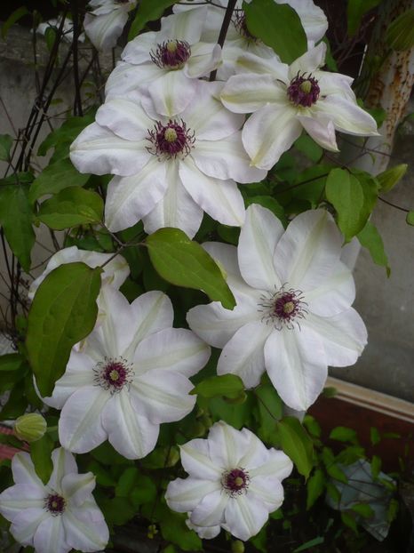 P1310851 - GRADINA 2017-1