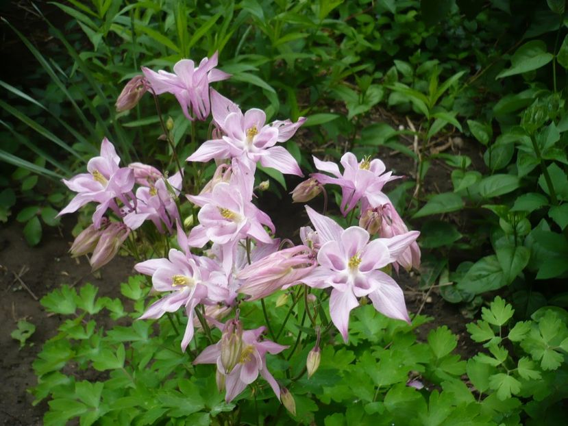 P1310852 - GRADINA 2017-1