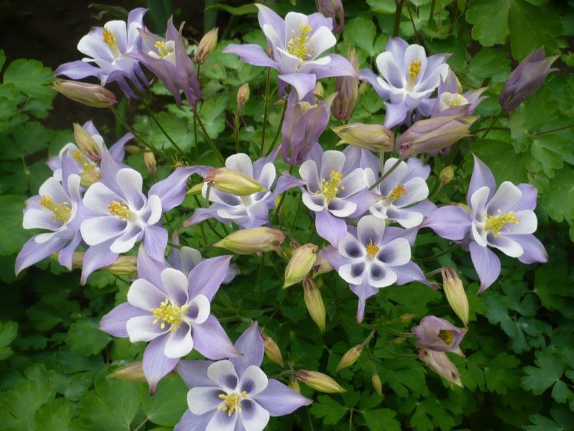 P1310854 - GRADINA 2017-1