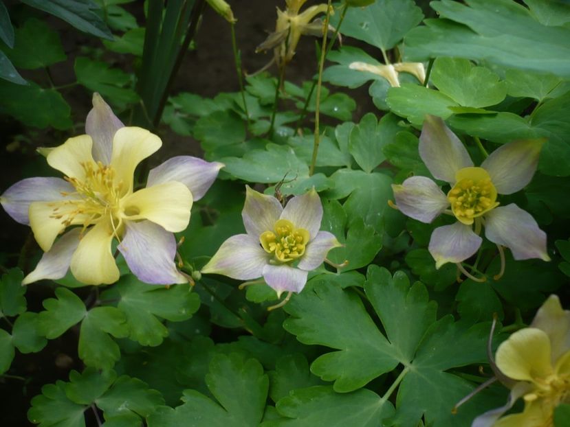 P1310855 - GRADINA 2017-1