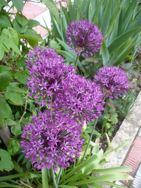 P1310856 - GRADINA 2017-1