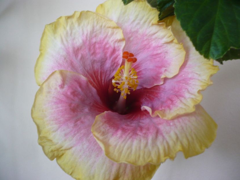 P1310825 - HIBISCUSI 2017-1