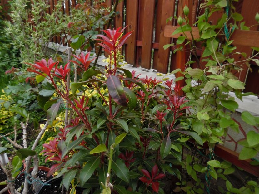 Pieris, o veche iubire - 000 2017 Liane si arbusti