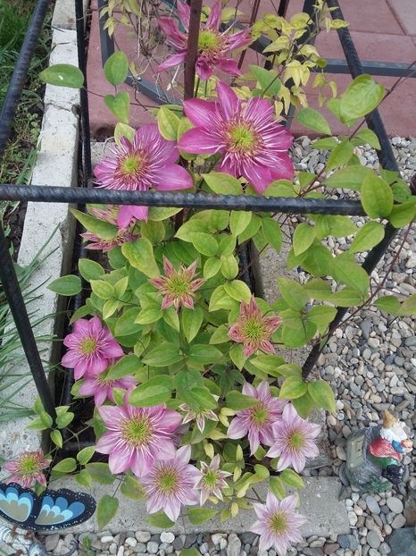  - 2017 clematis