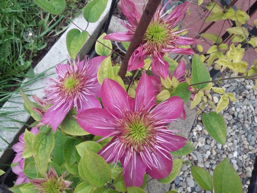  - 2017 clematis