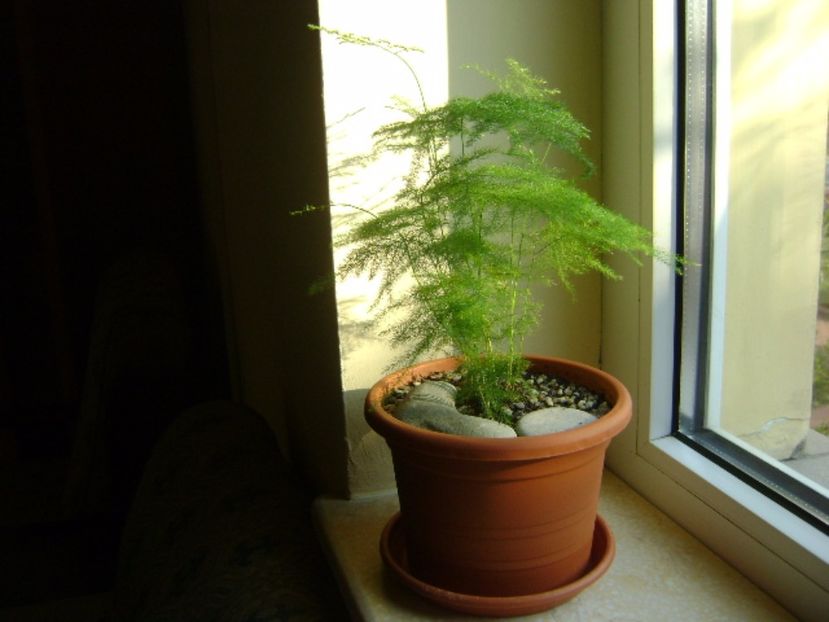 Asparagus plumosus - Bonsai si prebonsai 2016-2017