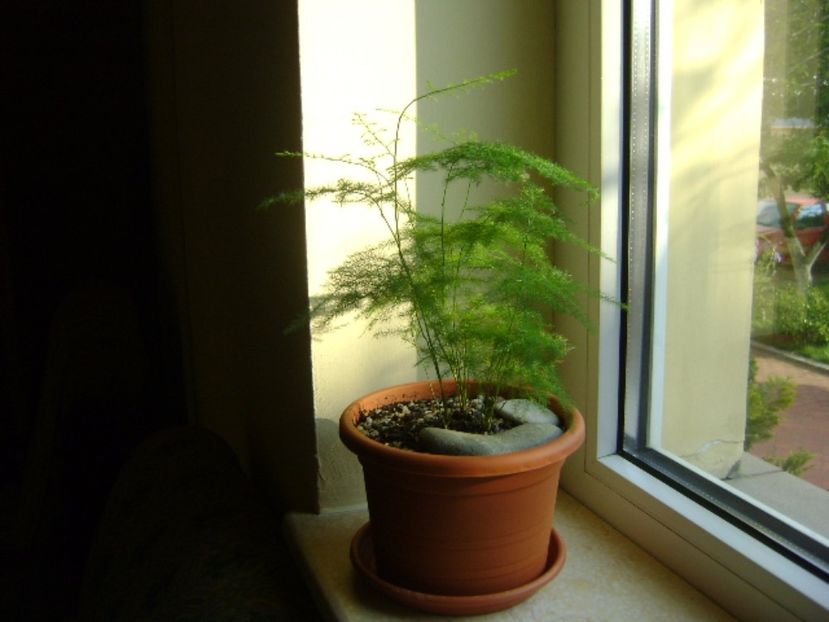Asparagus plumosus - Bonsai si prebonsai 2016-2017