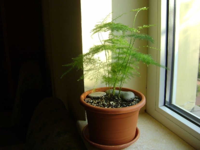 Asparagus plumosus - Bonsai si prebonsai 2016-2017