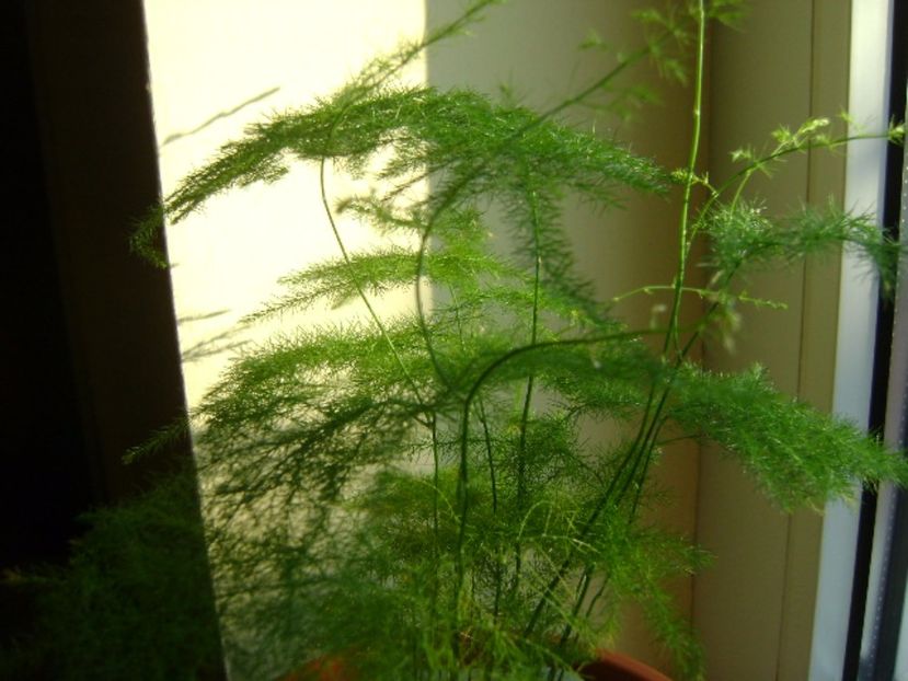 Asparagus plumosus - Bonsai si prebonsai 2016-2017