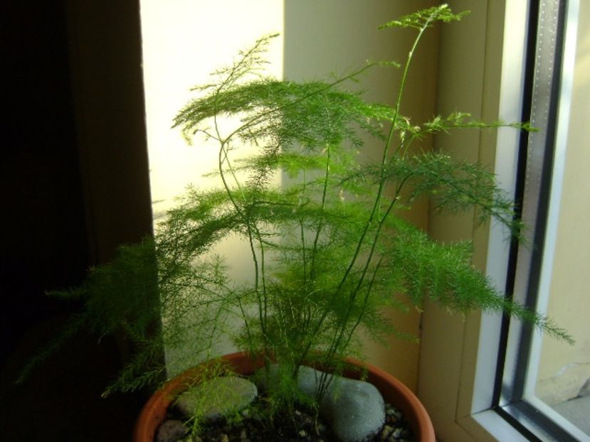 Asparagus plumosus - Bonsai si prebonsai 2016-2017