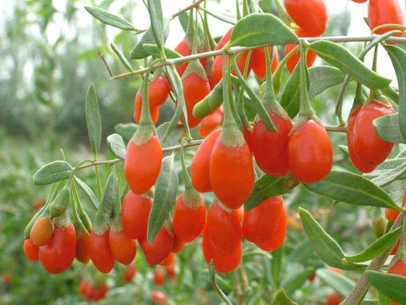 goji 1 - Goji Berry