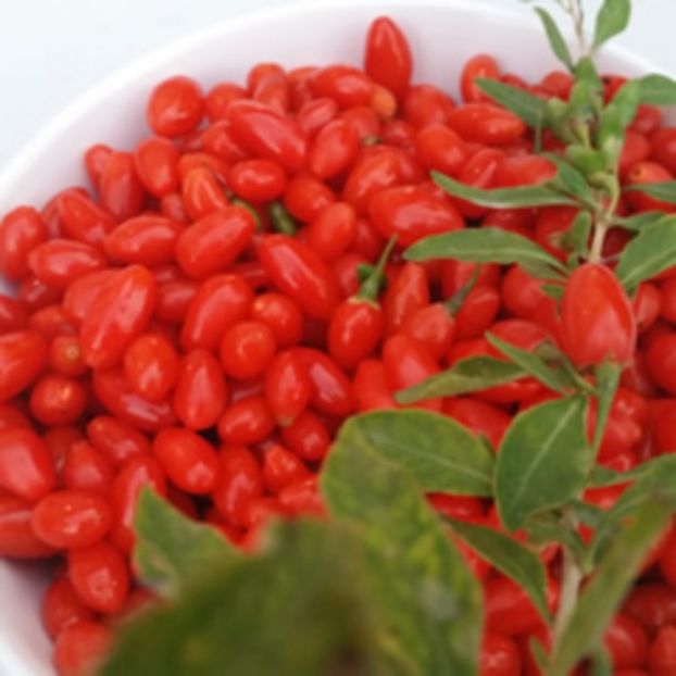 goji 3 - Goji Berry