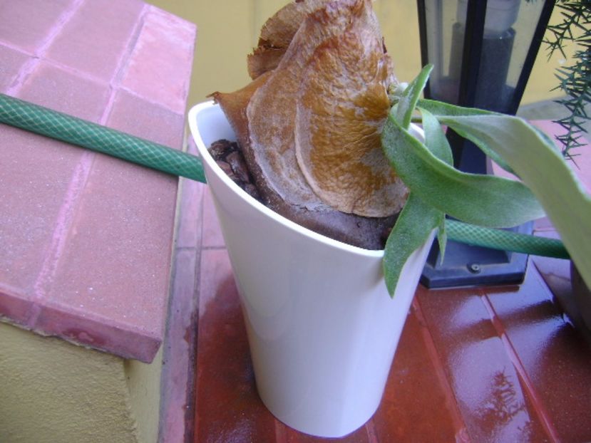 Platycerium bifurcatum (Staghorn fern) - Suculente 2017