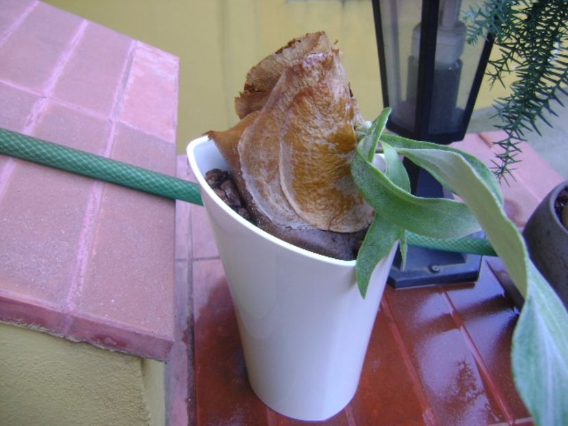 Platycerium bifurcatum (Staghorn fern) - Suculente 2017