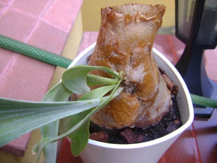 Platycerium bifurcatum (Staghorn fern), detaliu - Suculente 2017