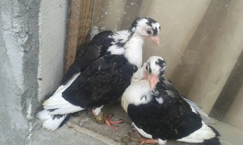 Din moriscari tari - z1-pui 2015 2016 2017 2018