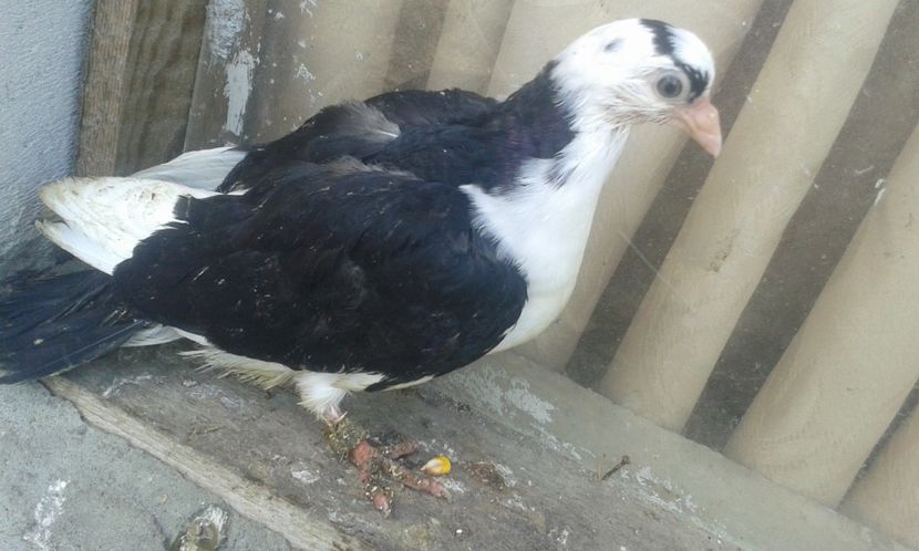 Mama cade - z1-pui 2015 2016 2017 2018