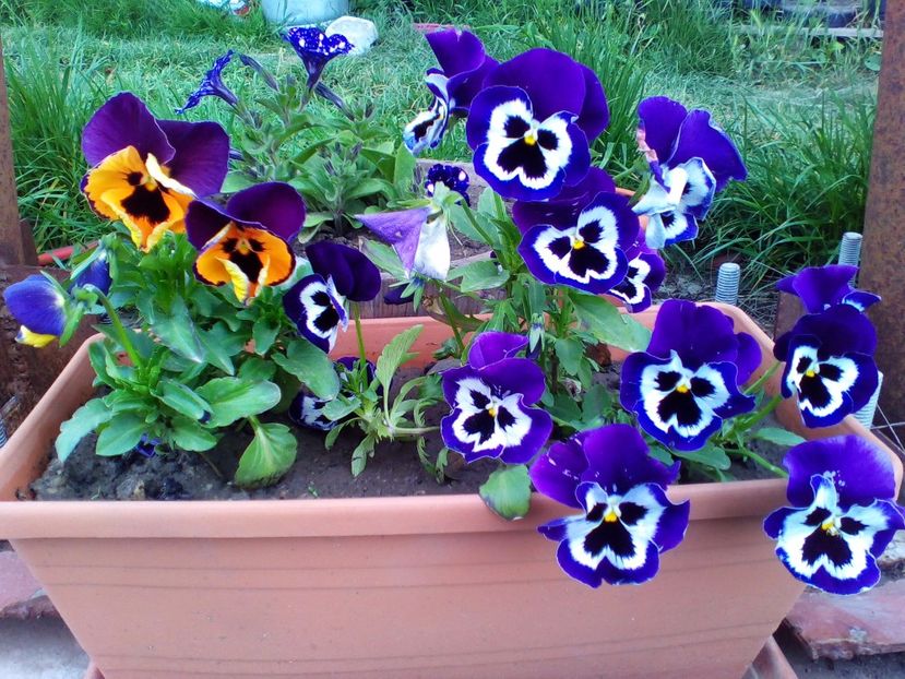  - curtea cu toate cele 2017