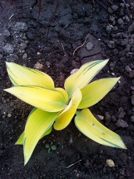  - curtea cu toate cele 2017