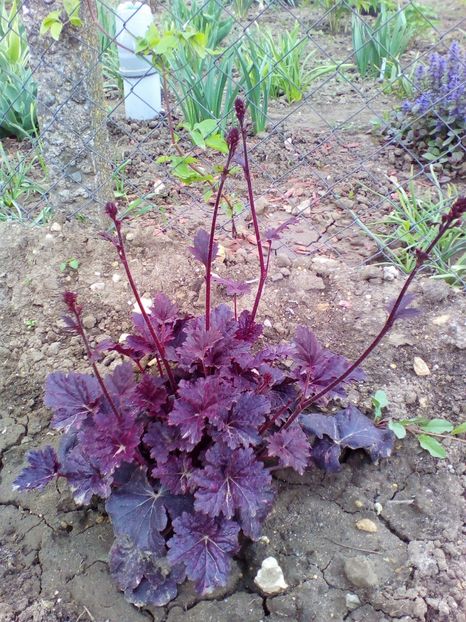  - curtea cu toate cele 2017