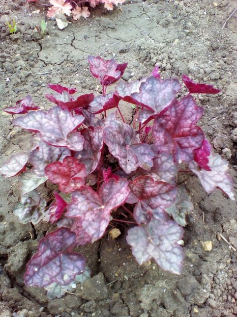  - curtea cu toate cele 2017