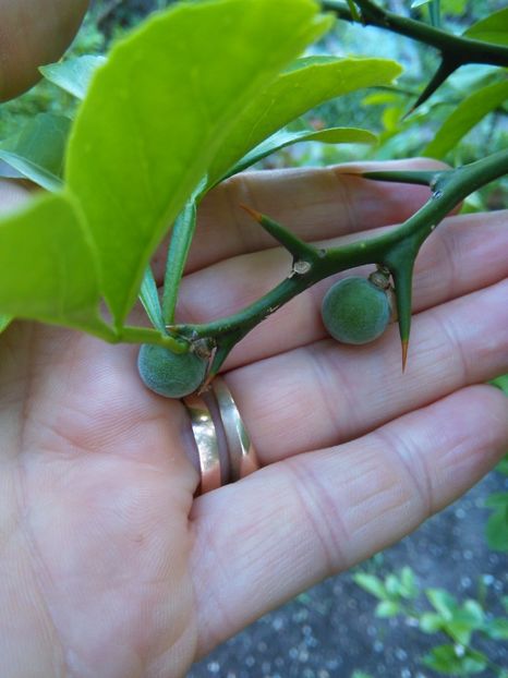 Poncirus trifoliata - Gradina 2017