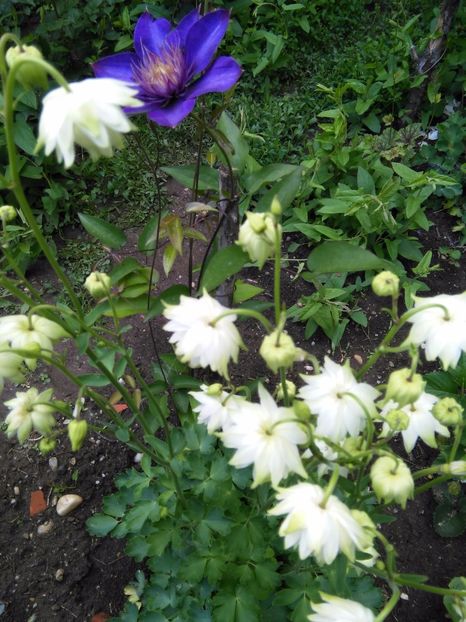  - Gradina 2017