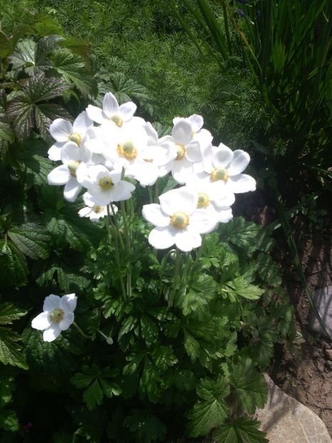  - 01-Flori din curtea mea 2017