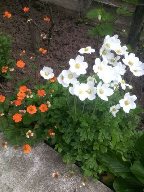 geum si anemone sylvestri - 01-Flori din curtea mea 2017