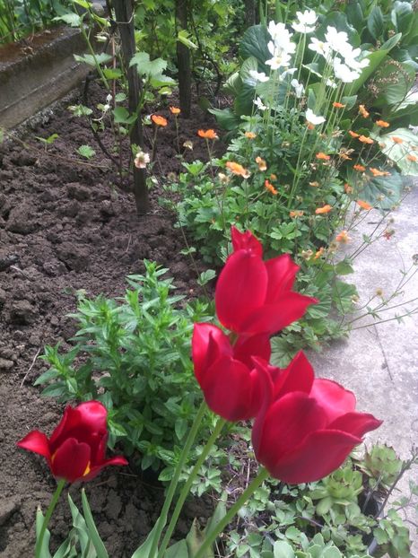 ultimele lalele - 01-Flori din curtea mea 2017