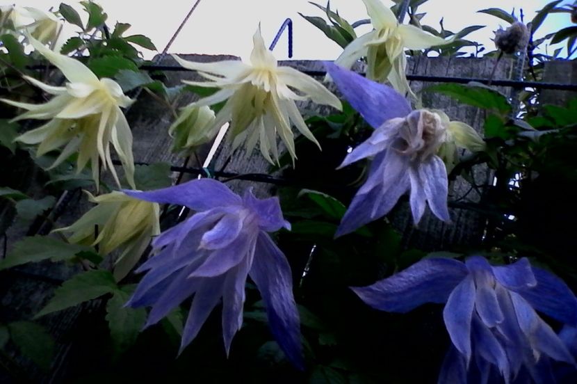 Lemon Dream si Maidwell Hall - 4Clematite2017